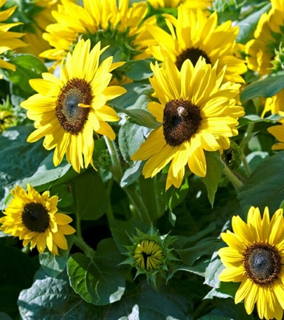 Sunflower Sunfinity™ Yellow with Dark Center